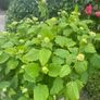 hydrangeas Image 2