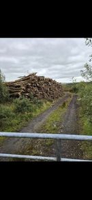 Ash Timber (dieback)