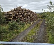 Ash Timber (dieback)