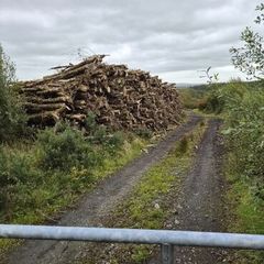 Ash Timber (dieback)