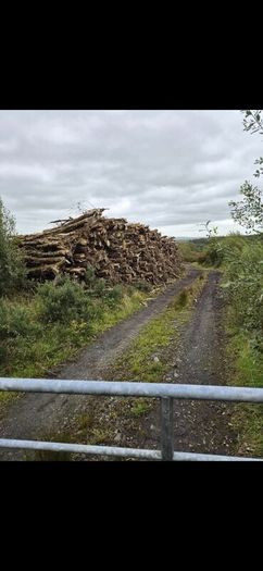 Ash Timber (dieback)