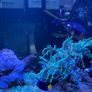 1000L Marine fish tank Image 6