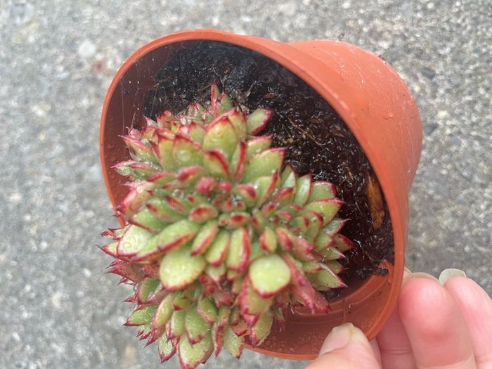 plant
