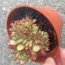 plant Image 4
