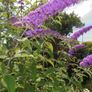Mint plant Image 2
