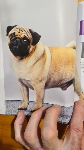 The Pug By Susan. M. Ewing. Wayne Hunthausen, D. V. M. Consulting Vetenary Editor. Large Volume Book In Very Good Condition.