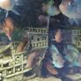 rainbow cichlids Image 2