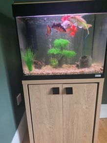 Fish tank and Koi Fish fir sale.