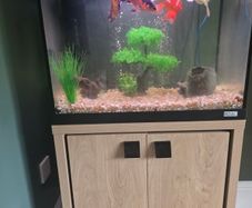 Fish tank and Koi Fish fir sale.