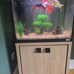 Fish tank and Koi Fish fir sale.