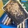 2027, Nucs Of Bees, Full Bee Hives Image 9