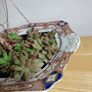 Aeonium haworthii Kiwi'  bonsai succulent tree in the vintage  ceramic bowl Image 8