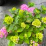 garden plants Image 2