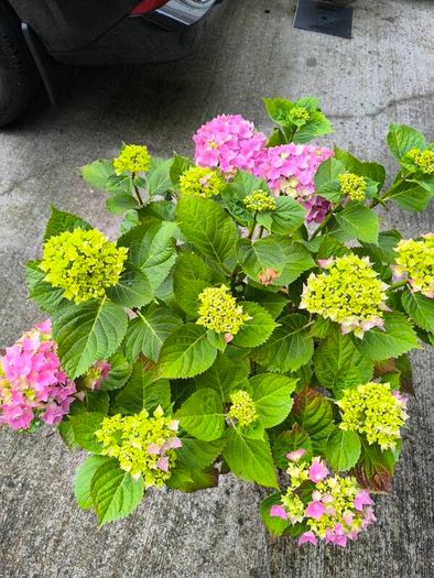 garden plants