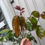 garden plants Image 5