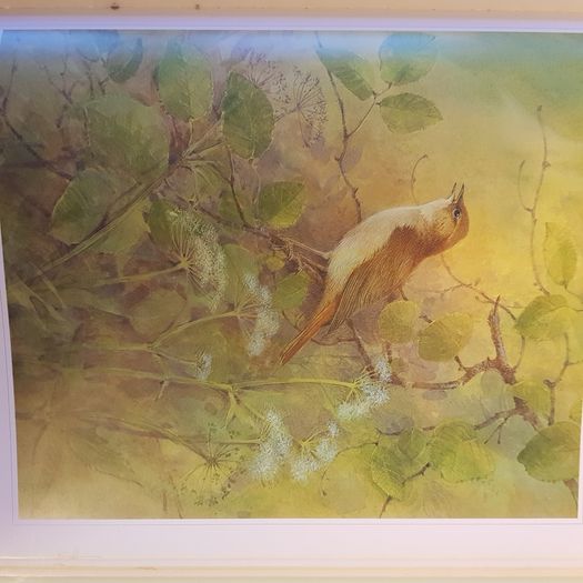 Beningfields Woodlands. Beautiful paintings by Gordan Beningfield of woodland and it birds and animals.