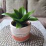 Beautiful Sansevieria Hahnii in decorative pot Image 5