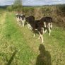 5 reared bull calves Image 2