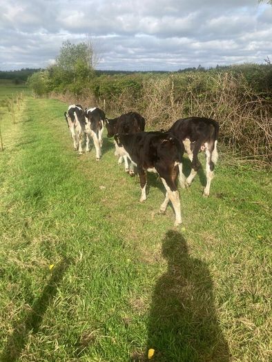 5 reared bull calves