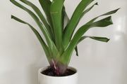 House Plant in Ceramic Pot