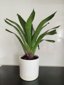 House Plant in Ceramic Pot