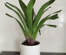 House Plant in Ceramic Pot