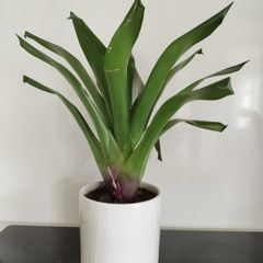 House Plant in Ceramic Pot