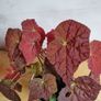 Begonia Autumn Embers in the ceramic pot Image 3