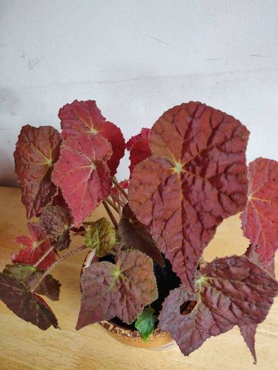 Begonia Autumn Embers in the ceramic pot