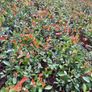 Red Robin Photinia Hedging Plants Image 6