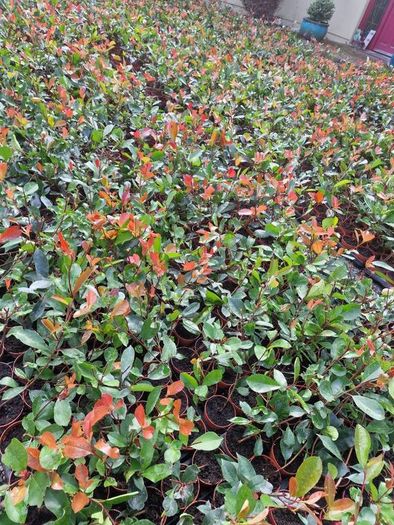 Laurel Hedging Cheap One Euro