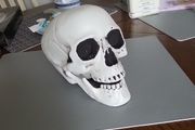 Skull lifesize plastic
