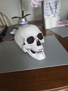 Skull lifesize plastic