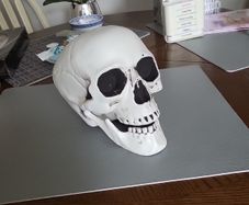 Skull lifesize plastic