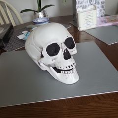 Skull lifesize plastic