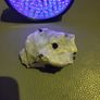 Moonstone rainbow uv reactive Image 3
