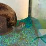 fish tank with 4 fish included Image 4