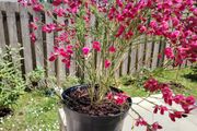 Cytisus praecox Allgold