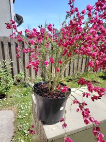Cytisus praecox Allgold