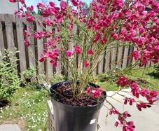 Cytisus praecox Allgold