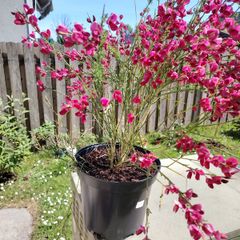 Cytisus praecox Allgold