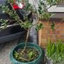 Holly tree Image 3