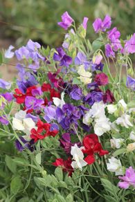 (S) Sweet Pea Spencer Mix seeds 2g (414468)