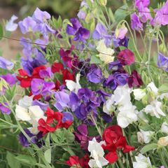 (S) Sweet Pea Spencer Mix seeds 2g (414468)