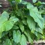 Calla Lily perennial Image 5