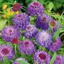 (S) Sweet Scabious Purple seeds (603404) Image 2