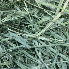 Premium Quality Timothy Hay for Small Animals  (Medium)