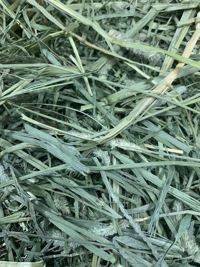Premium Quality Timothy Hay for Small Animals  (Medium)