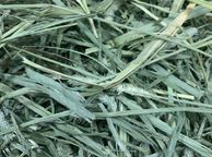 main image for ad Premium Quality Timothy Hay for Small Animals (Large)