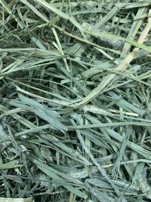 Premium Quality Timothy Hay for Small Animals (Large)
